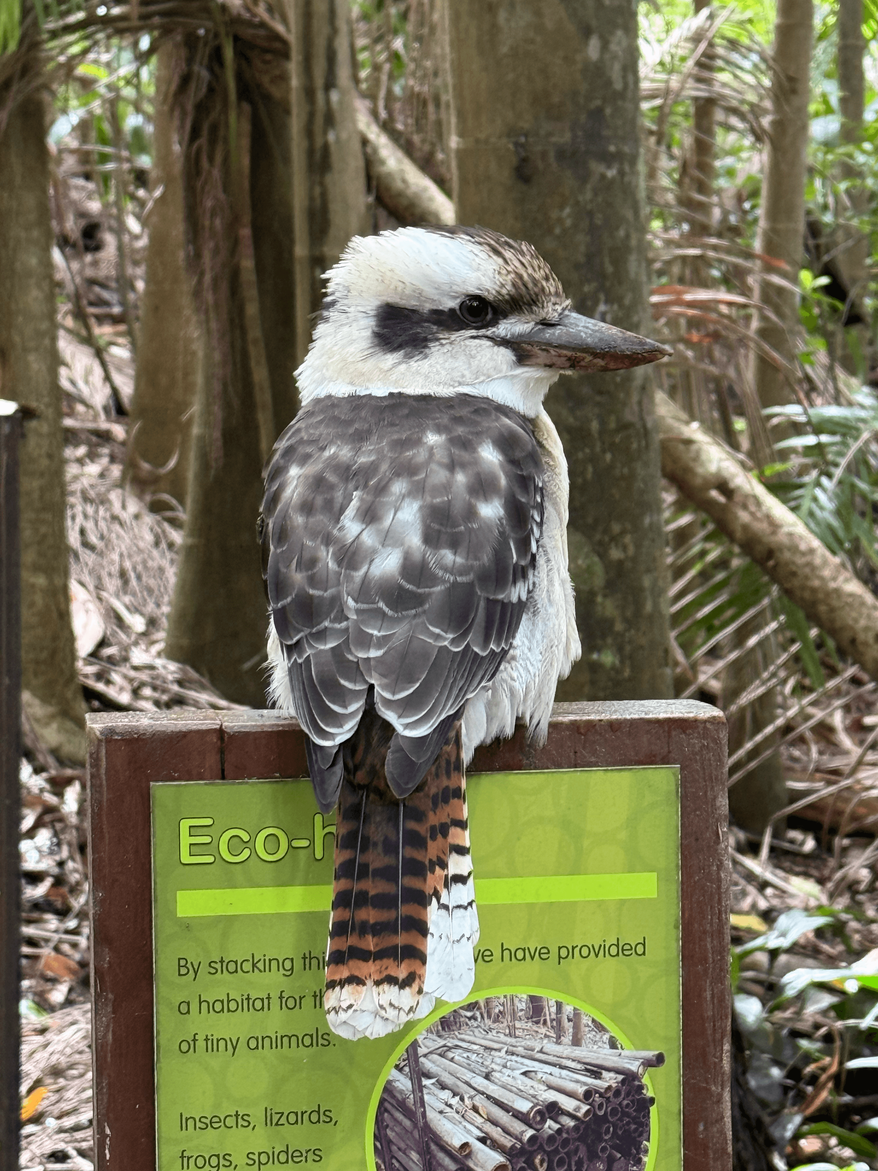 The Bird, The Bat, and a Century of Brand Equity